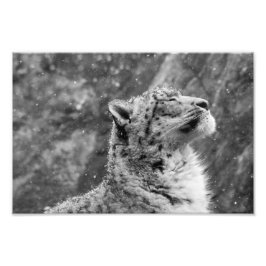 Foto Leopardo da Neve Pacífico