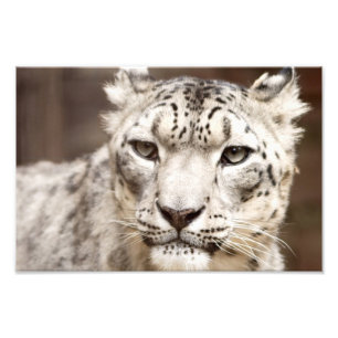 Foto Leopardo de neve