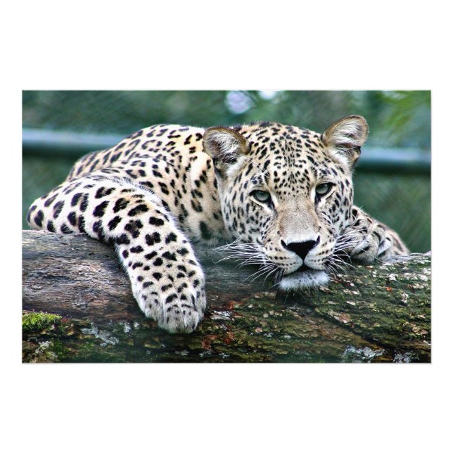 Foto Leopardo em um Log (Frente)