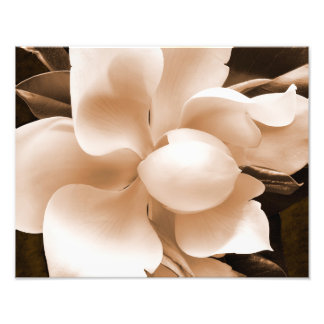 Foto Leve branca Magnolia Sépia Flores Fundo Preto