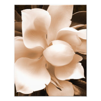 Foto Leve branca Magnolia Sépia Flores Fundo Preto