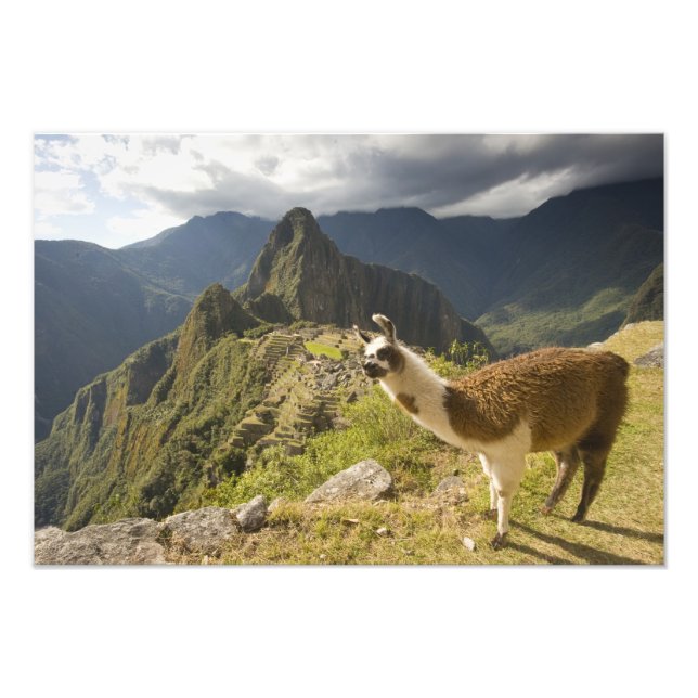 Foto Lhamas e uma vista geral de Machu Picchu, (Frente)