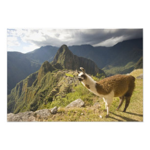 Foto Lhamas e uma vista geral de Machu Picchu,