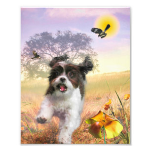 Foto Lhasa Apso Dog HIGH TAIL HOME