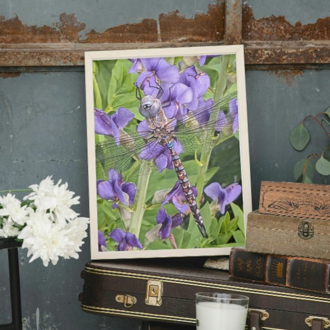 Foto Libélula Darner de Olhos Azuis em Acônito Roxo (In Situ)