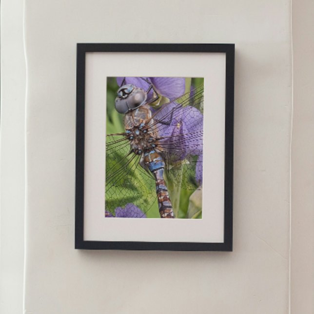 Foto Libélula Darner de Olhos Azuis sobre Flor (In Situ Framed)