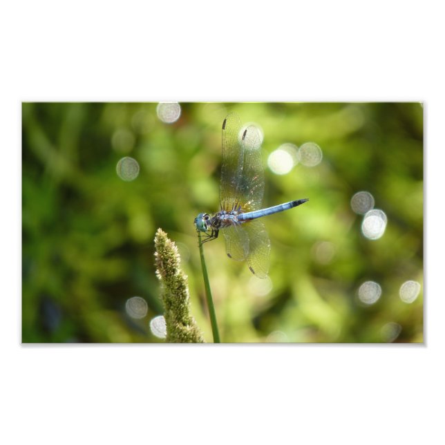 Foto libélula de dasher azul (Frente)