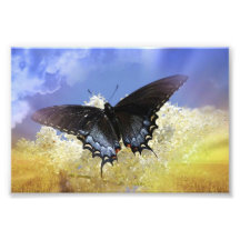 Liberdade da borboleta