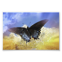 Foto Liberdade da borboleta