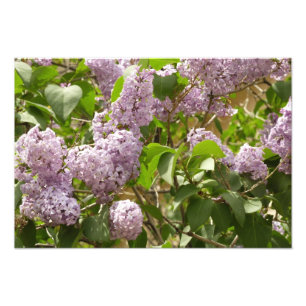 Foto Lilac Bush Lindas Flores de primavera Roxas