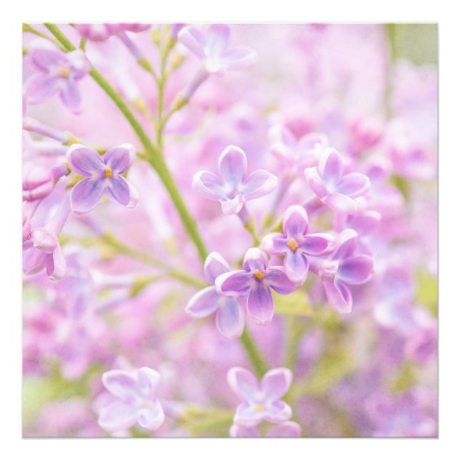 Foto Lilac Flowers Mist (Frente)