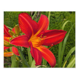 Foto Lilás Laranja Brilhante Floral em Flor