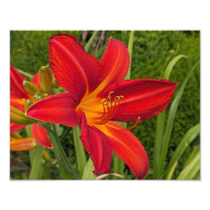 Foto Lilás Laranja Brilhante Floral em Flor