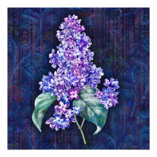 Foto Lilás Roxo sobre Fundo Decorativo Azul Marinho