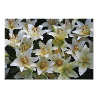 Foto Lilases Brancas 19"x13"