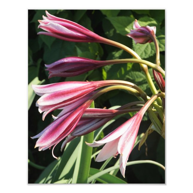 Foto Lily Crinum de 11"x14" (Frente)