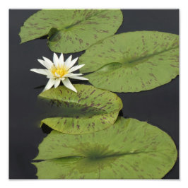 Foto Lily de água de 12" x 12"