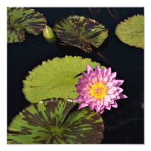 Lily de água de 12" x 12"