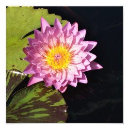 Foto Lily de água de 12" x 12"