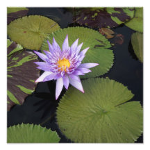 Lily de água de 12" x 12"