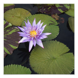 Foto Lily de água de 12" x 12"
