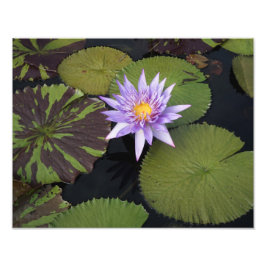Foto Lily de água de 14" x 11"