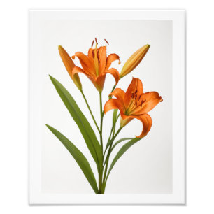 Foto Lily laranja em chamas, Poster de fundo branco