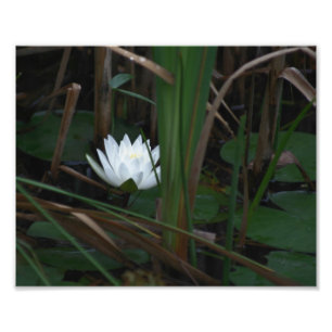 Foto Lily Lotus Lilypads 10x8 Flor de Água Branca