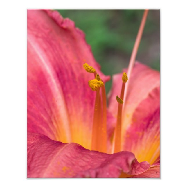 Foto Lily Macro Rosa (Frente)