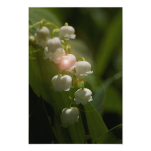 Foto Lily Of the Valley Floral
