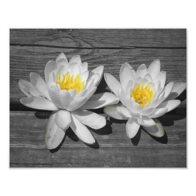 Foto Lily of the Water 11x14 (Frente)