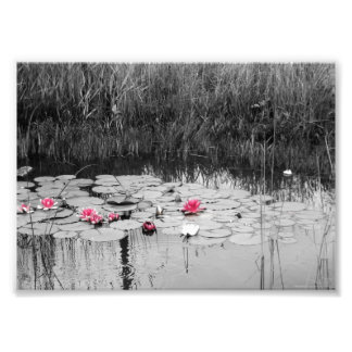 Foto Lily Pads