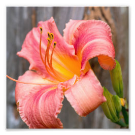 Foto Lily rosa Flor Feche