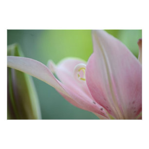Foto Lily rosa por Shirley Taylor