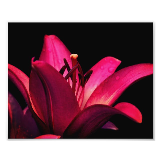 Foto Lily Vermelha Fechar 8x10 (Frente)