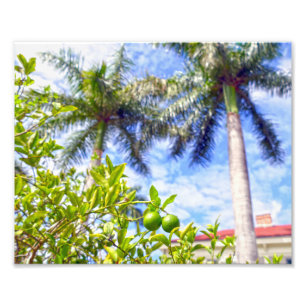 Foto Limequats em Florida