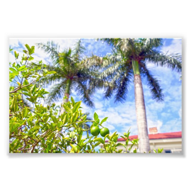 Foto Limequats na Flórida (Frente)