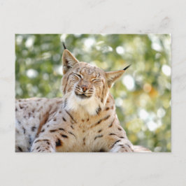Foto lince , animais . cartão postal