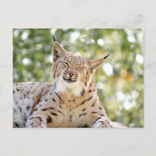 Foto lince , animais . cartão postal (Frente)