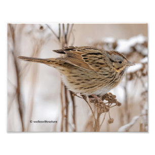 Foto Lincoln's Sparrow em Tansy