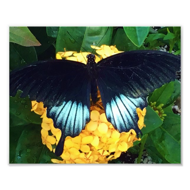 Foto Linda Borboleta Azul em Flores Amarelas (Frente)