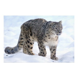 Foto Linda leopardo-da-neve