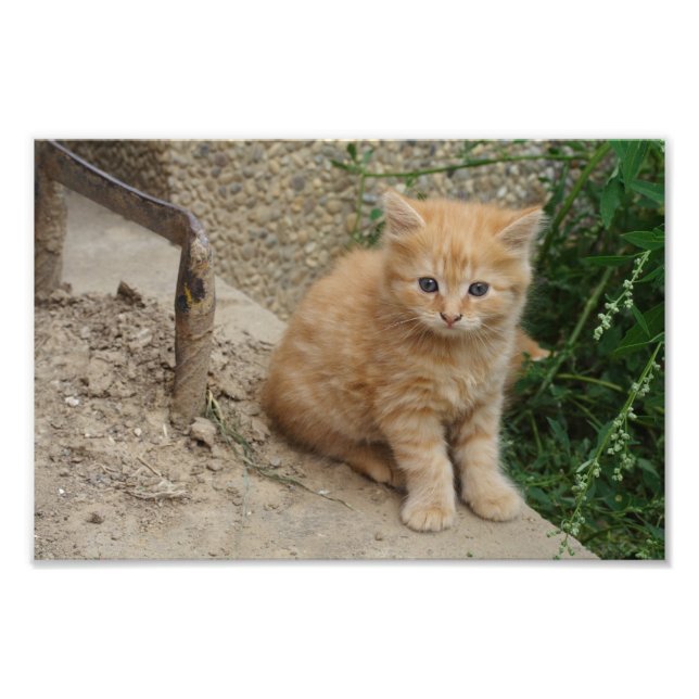 Foto Linda Orange Tabby Kitten (Frente)