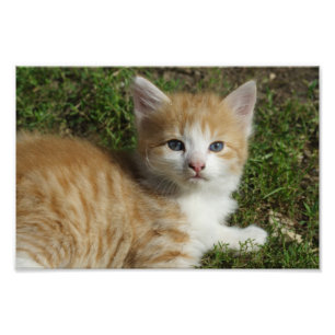 Foto Linda Orange Tabby Kitten