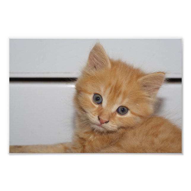 Foto Linda Orange Tabby Kitten (Frente)