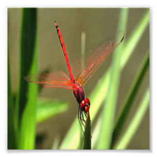 Foto Linda pintura acrílica do Firecracker Dragonfly