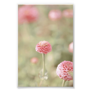 Foto Linda Rosa claro Flor Floral