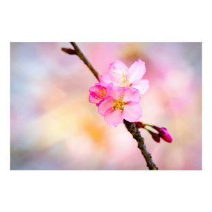 Foto Linda Sakura Cherry Blossoms