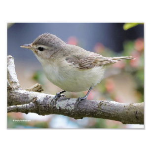 Foto Linda Warbling Vireo na Árvore de Ameixa