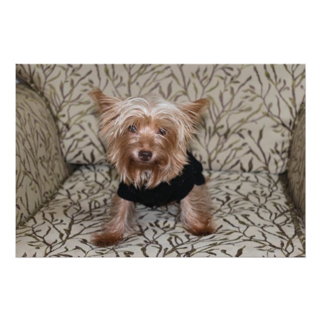 Foto Linda Yorkshire Terrier (Frente)